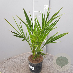 Phoenix canariensis 50-60 cm C1.3
