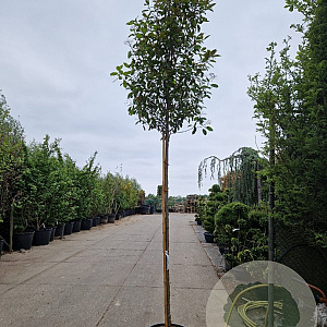 Photinia fraseri 'Red Robin' 200 cm stam 35L 12-14