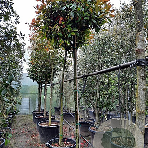 Photinia fraseri 'Red Robin' 200 cm stam container 14-16 hoge lei