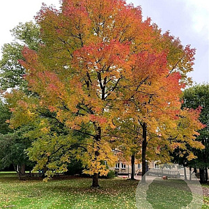 Fraxinus amer. 'Autumn Applause' 18-20 HO draadkluit 250 cm stam