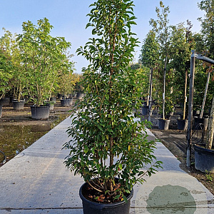 Prunus l. 'Angustifolia' 175-200 cm 45L