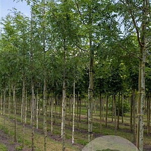 Gleditsia triac. 'Skyline' 14-16 HO draadkluit 250 cm stam