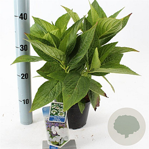 Hydrangea m. 'Libelle' 20-25 cm 2,0L