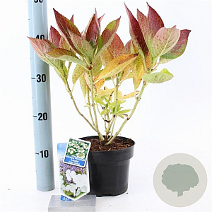 Hydrangea m. 'Libelle' 20-25 cm 2,0L