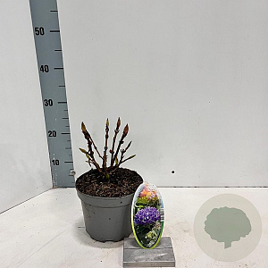 Hydrangea m. 'Renate Steiniger' 20-25 cm 2,0L