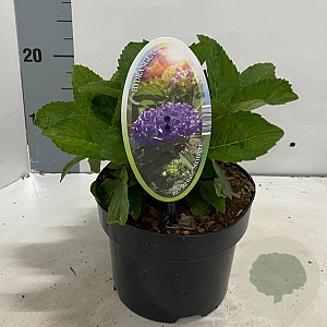 Hydrangea m. 'Renate Steiniger' 20-25 cm 2,0L