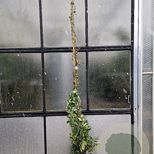 Trachelospermum jasminoides 250-300 cm 18L