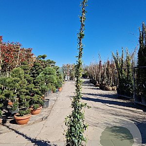 Trachelospermum jasminoides 250-300 cm 18L