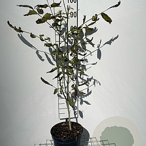 Juglans regia 80-100 cm 7,5L