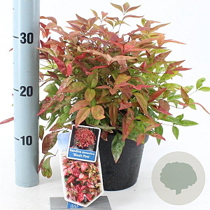 Nandina d. Blush Pink 20-25 cm 2,0L