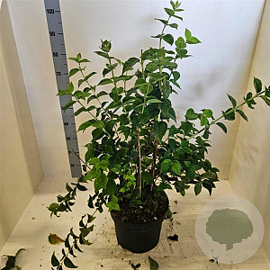 Philadelphus 'Snowbelle' 60-80 cm 10L