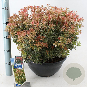Pieris jap. 'Little Heath' 30-40 cm 7L