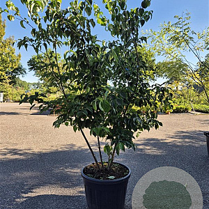 Cornus kousa chinensis 275-300 cm cont. 90L meerstammig