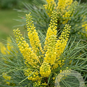Mahonia eurybracteata 50-60 cm 10L