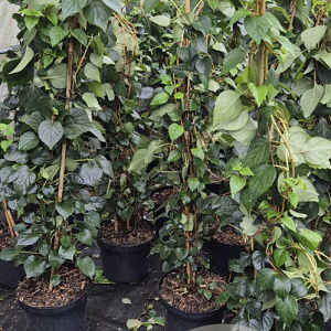 Schizophragma hyd. 'Moonlight' 80-100 cm 7,5L