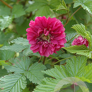 Rubus spectabilis 'Olympic Double' 125-150 cm met kluit struik