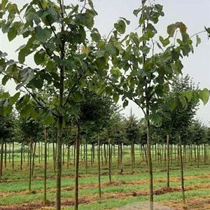 Tilia americana 'Neglect' 18-20 HO draadkluit