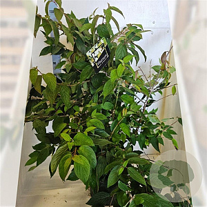 Viburnum plic. 'St Keverne' 100-125 cm 20L meerstammig