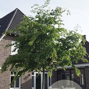 Zelkova serrata 'Flekova' 30-35 HO draadkluit 250 cm stam
