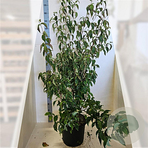 Cornus kousa chinensis 125-150 cm 20L meerstammig