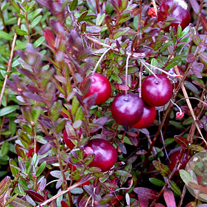 Vaccinium macrocarpon 'Early Black' 70 cm 2,0L