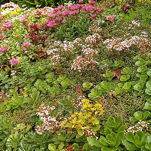 Sedummat 1-15M2 1M2 SEDUMDAK