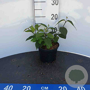 Callicarpa bodinieri 'Profusion' 20-30 cm 2,0L