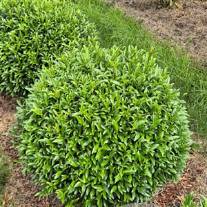 Prunus l. Sofia 70 cm draadkluit bol