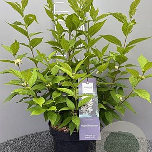 Callicarpa bod. Magical Snow Queen 60-80 cm 5,0L