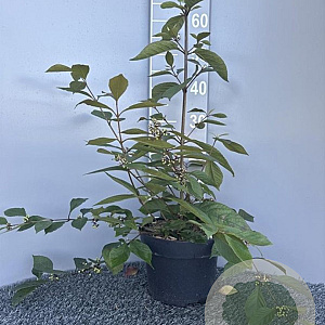 Callicarpa bod. 'Profusion' 60-80 cm 5,0L