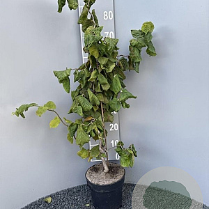 Corylus a. 'Contorta' 80-100 cm 4,5L