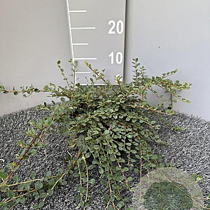 Cotoneaster pr. 'Queen of Carpets' 40-50 cm 2,0L
