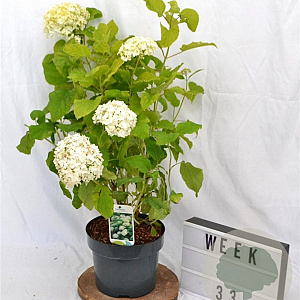 Hydrangea a. 'Annabelle' 40-60 cm 5,0L