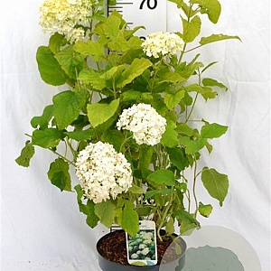 Hydrangea a. 'Annabelle' 40-60 cm 5,0L