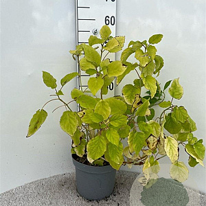 Hydrangea a. 'Annabelle' 40-60 cm 5,0L