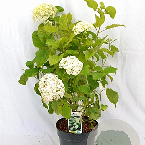 Hydrangea a. 'Annabelle' 40-60 cm 5,0L
