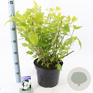 Hydrangea a. 'Annabelle' 40-60 cm 7,5L