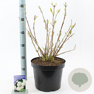 Hydrangea a. 'Annabelle' 40-60 cm 7,5L