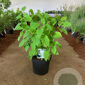 Hydrangea a. 'Annabelle' 40-60 cm 7,5L