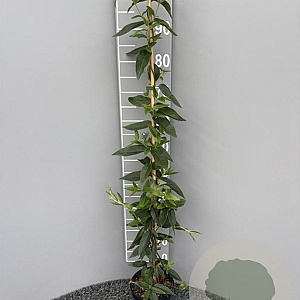 Lonicera henryi 100-125 cm 2,0L
