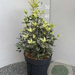 Osmanthus heter. 'Goshiki' 40-50 cm 10L