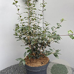 Osmanthus heter. 'Purpureus' 60-80 cm 10L