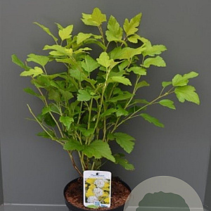 Physocarpus opulif. 'Dart's Gold' 25-30 cm P13