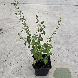 Calamintha nepeta GM P9