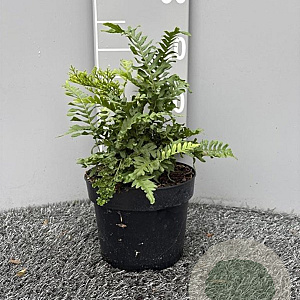 Polypodium vulg. 'Bifido Multifid.' GM 2,0L