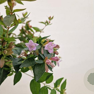 Abelia 'Edward Goucher' 20-25 cm 2,5L