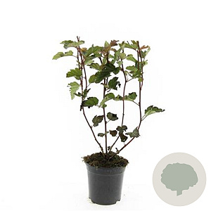 Physocarpus opulif. 'Red Baron' GM C1.3