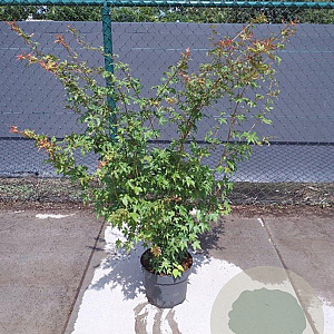 Acer palmatum 125-150 cm 10L