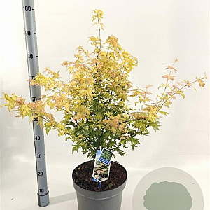 Acer pal. 'Orange Dream' 80-100 cm 10L