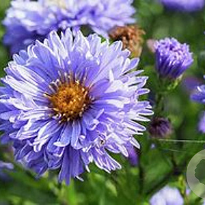 Aster n.-b. 'Marie Ballard' GM  P11